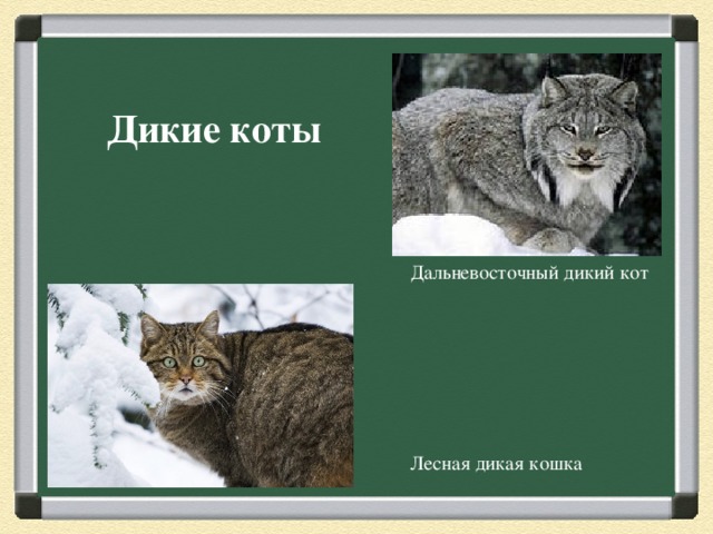 Дикие коты Дальневосточный дикий кот Лесная дикая кошка 