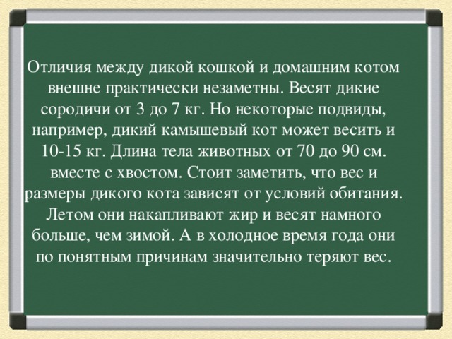 Отличия между дикой кошкой и домашним котом внешне практически незаметны. Весят дикие сородичи от 3 до 7 кг. Но некоторые подвиды, например, дикий камышевый кот может весить и 10-15 кг. Длина тела животных от 70 до 90 см. вместе с хвостом. Стоит заметить, что вес и размеры дикого кота зависят от условий обитания. Летом они накапливают жир и весят намного больше, чем зимой. А в холодное время года они по понятным причинам значительно теряют вес. 