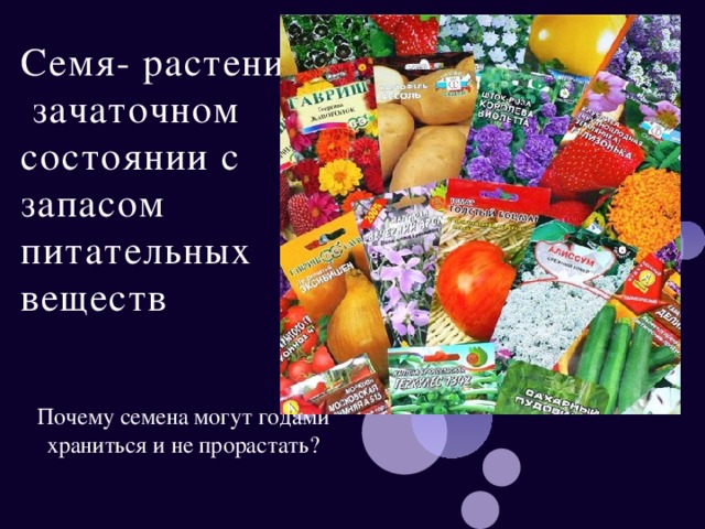 Семя- растение в зачаточном состоянии с запасом питательных веществ Почему семена могут годами храниться и не прорастать? 