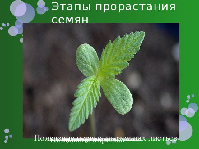 Этапы прорастания семян Набухание семян Появление стебелька Появление почечки Появление первых настоящих листьев Появление корешка 
