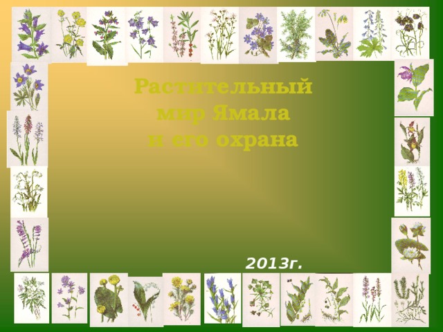 Растительный мир Ямала и его охрана     2013г. 