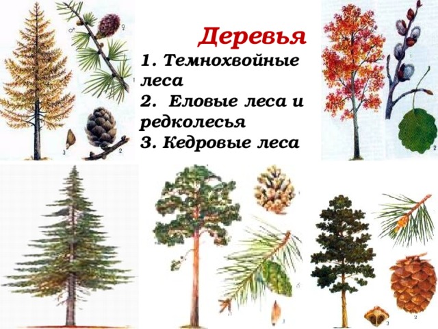  Деревья  1. Темнохвойные леса  2. Еловые леса и редколесья  3. Кедровые леса 