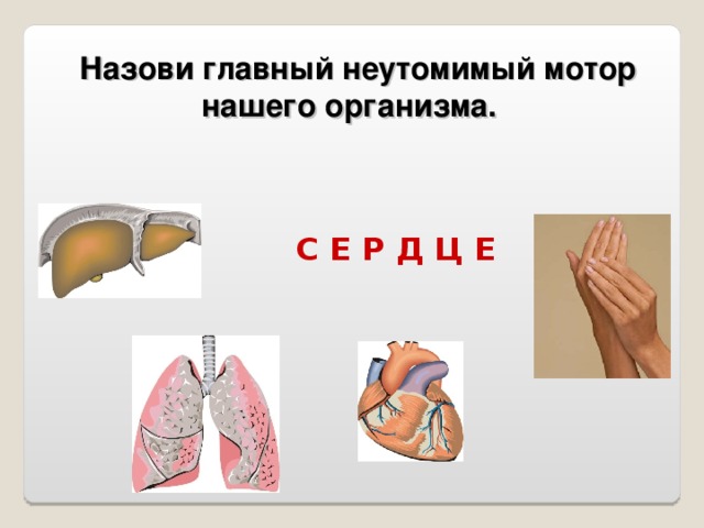  Назови главный неутомимый мотор нашего организма. С Е Р Д Ц Е 