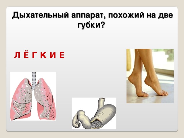  Дыхательный аппарат, похожий на две губки? Л Ё Г К И Е 
