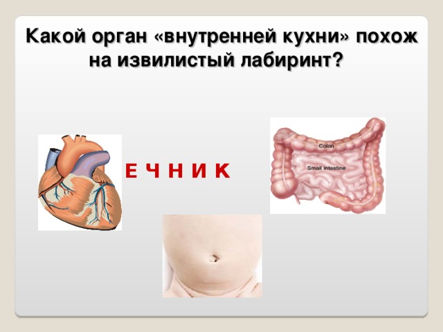  Какой орган «внутренней кухни» похож на извилистый лабиринт? К И Ш Е Ч Н И К 