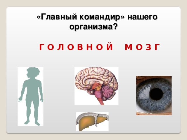 Главное отделение внутренней кухни человека