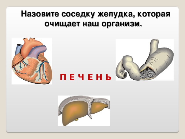  Назовите соседку желудка, которая очищает наш организм. П Е Ч Е Н Ь 