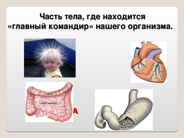  Часть тела, где находится «главный командир» нашего организма. Г О Л О В А 