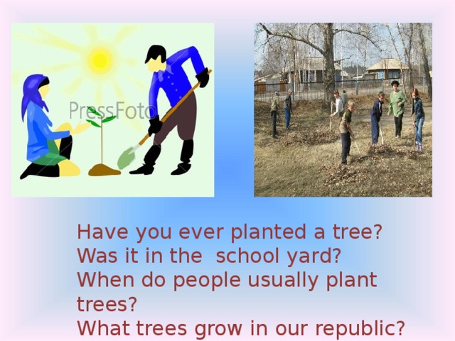 Have you ever planted a tree? Was it in the school yard? When do people usually plant trees? What trees grow in our republic? Do you enjoy watch them blooming? 