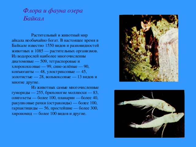 Флора и фауна озера Байкал  Растительный и животный мир айкала необычайно богат. В настоящее время в Байкале известно 1550 видов и разновидностей животных и 1085 — растительных организмов. Из водорослей наиболее многочисленны диатомовые — 509, тетраспоровые и хлорококковые — 99, сине-зелёные — 90, конъюганты — 48, улоктриксовые — 45, золотистые — 28, вольвоксовые — 13 видов и многие другие.  Из животных самые многочисленные гумориды — 255, брюхоногие моллюски — 83, олигохеты — более 100, планарии — более 40, ракушковые рачки (остракоиды) — более 100, гарпактициды — 56, простейшие — более 300, хирономид — более 100 видов и другие. 