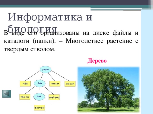 Информатика и биология В виде его организованы на диске файлы и каталоги (папки). – Многолетнее растение с твердым стволом. Дерево 