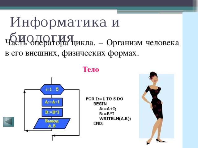 Информатика и биология Часть оператора цикла. – Организм человека в его внешних, физических формах. Тело 