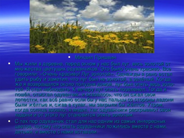 Михаил Пришвин Мы жили в деревне, перед окном у нас был луг, весь золотой от множества цветущих одуванчиков. Это бы­ло очень красиво. Все говорили: «Очень красиво! Луг золотой». Однажды я рано встал удить рыбу и заметил, что луг был не золотой, а зелёный. Когда же я возвра­щался около полудня домой, луг был опять весь золо­той. Я стал наблюдать. К вечеру луг опять позеленел. Тогда я пошёл, отыскал одуванчик, и оказалось, что он сжал свои лепестки, как всё равно если бы у нас паль­цы со стороны ладони были жёлтые и, сжав в кулак, мы закрыли бы жёлтое. Утром, когда солнце взошло, я ви­дел, как одуванчики раскрывают свои ладони и от это­го луг становится опять золотым. С тех пор одуванчик стал для нас одним из самых ин­тересных цветов, потому что спать одуванчики ложи­лись вместе с нами, детьми, и вместе с нами вставали. 