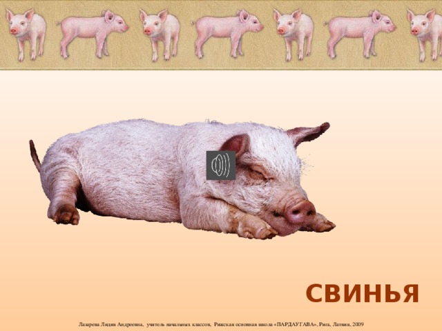 СВИНЬЯ 