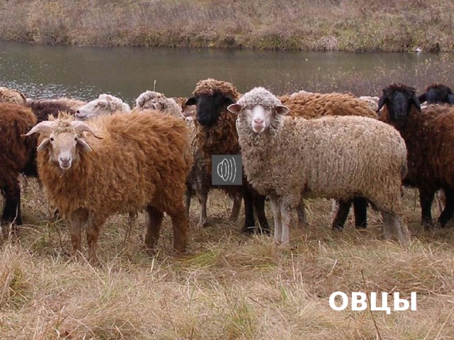 ОВЦЫ 