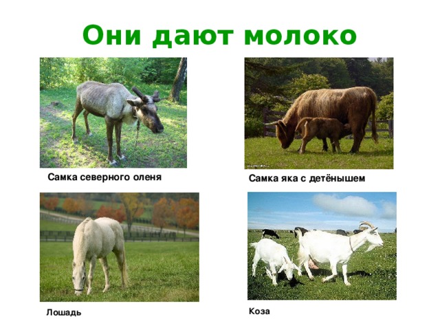 Презентация для классного часа о пользе молока