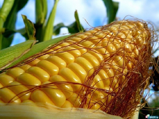 Свыше половины энергии , необходимой для нормальной жизнедеятельности, организм получает с углеводами .Они содержатся преимущественно в продуктах растительного происхождения.  