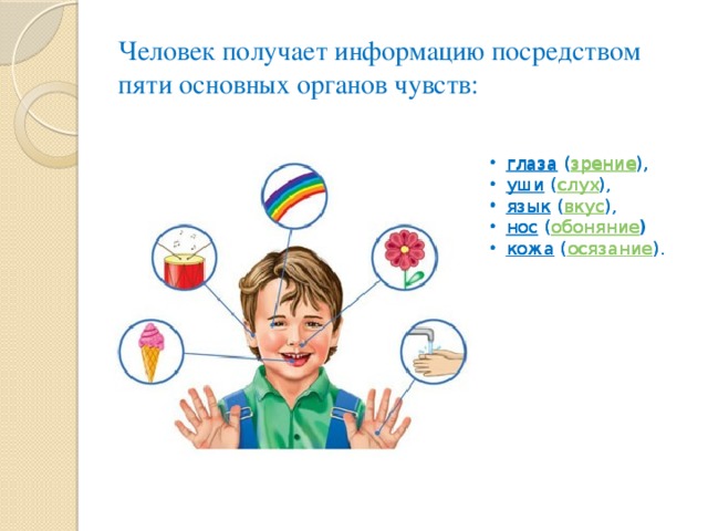Человек получает информацию посредством пяти основных органов чувств: глаза  ( зрение ), уши  ( слух ), язык  ( вкус ), нос  ( обоняние ) кожа  ( осязание ). глаза  ( зрение ), уши  ( слух ), язык  ( вкус ), нос  ( обоняние ) кожа  ( осязание ). 