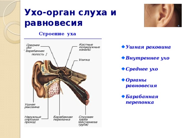 Орган слуха строение