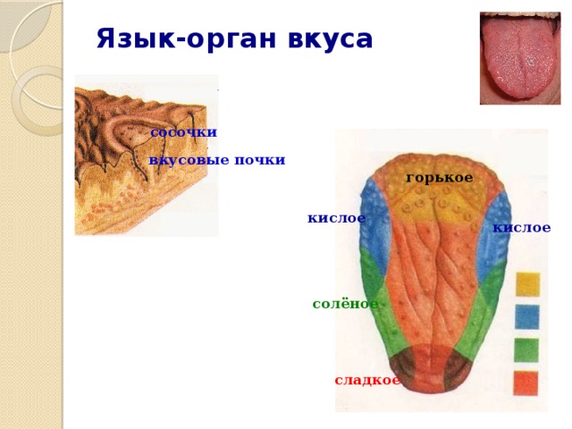 почки язык. классификация мясных субпродуктов. вкусовая почка вкусовой рецептор. вкусовые почки листовидных сосочков языка гистология препарат. строение вкусовой почки.