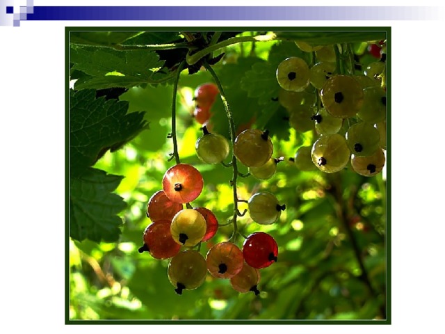 Загадка  Что это? Чёрная? Нет, красная. А почему белая? Потому что зелёная. 