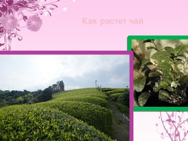 Как растет чай 