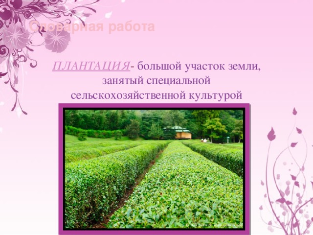 Словарная работа ПЛАНТАЦИЯ - большой участок земли, занятый специальной сельскохозяйственной культурой 