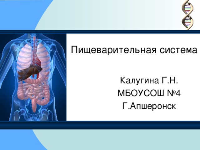 Пищеварительная система Калугина Г.Н. МБОУСОШ №4 Г.Апшеронск 