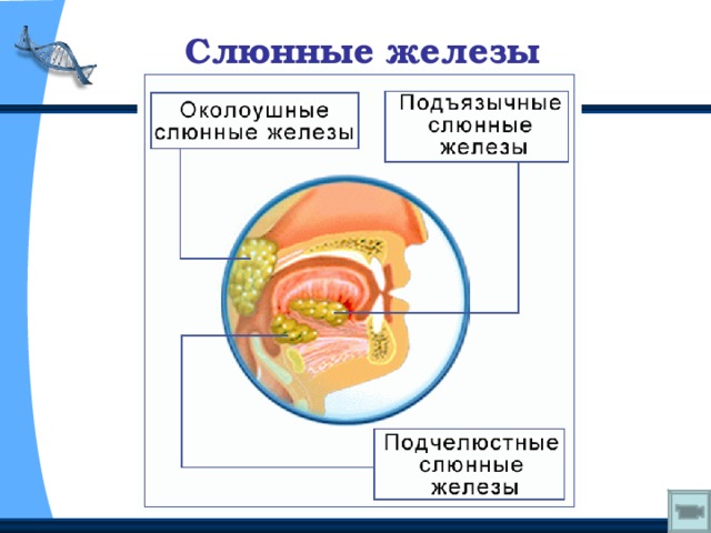 Слюнные железы 