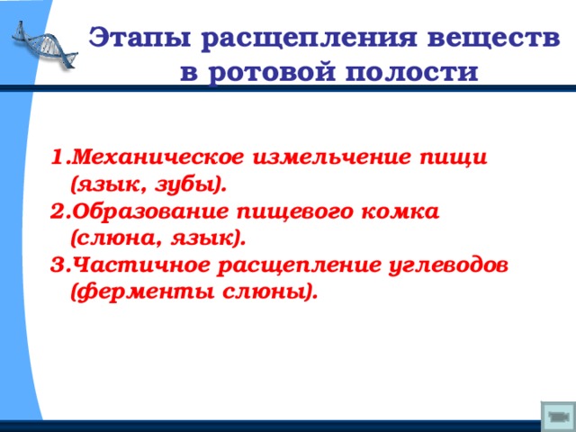 В ротовой полости начинается расщепление