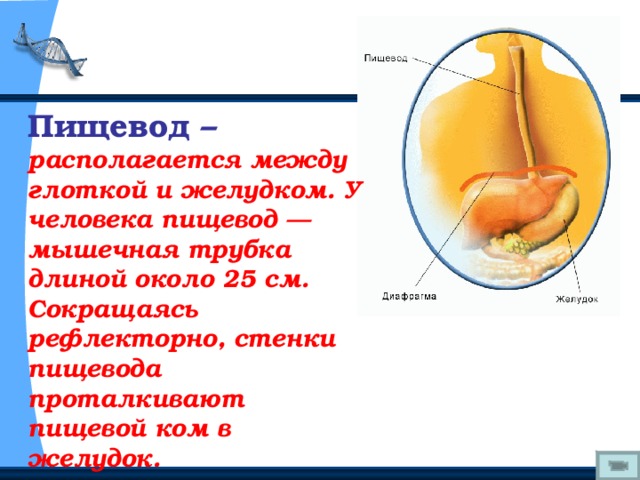 Пищевод –  располагается между глоткой и желудком. У человека пищевод — мышечная трубка длиной около 25 см. Сокращаясь рефлекторно, стенки пищевода проталкивают пищевой ком в желудок. 