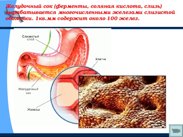 Желудочный сок (ферменты, соляная кислота, слизь) вырабатывается многочисленными железами слизистой оболочки. 1кв.мм содержит около 100 желез. 