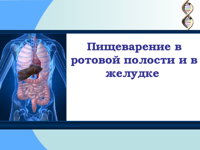 Пищеварение в ротовой полости и в желудке 