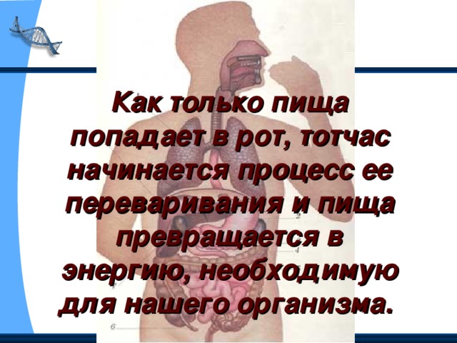 Как только пища попадает в рот, тотчас начинается процесс ее переваривания и пища превращается в энергию, необходимую для нашего организма.  