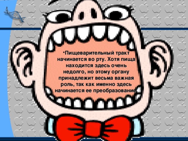 Пищеварительный тракт начинается во рту. Хотя пища находится здесь очень недолго, но этому органу принадлежит весьма важная роль, так как именно здесь начинается ее преобразование. 