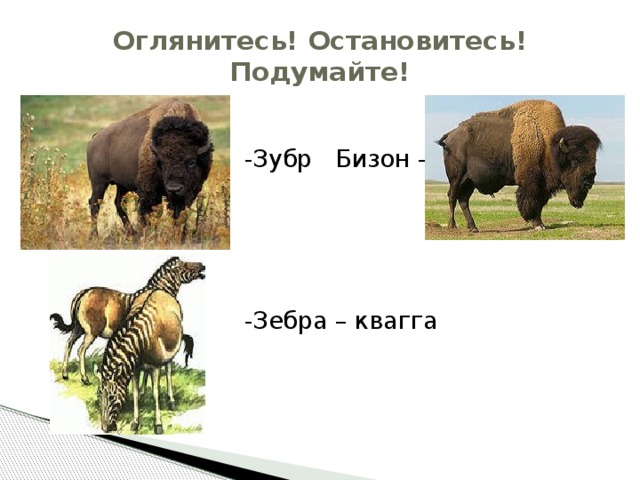 Оглянитесь! Остановитесь! Подумайте! -Зубр Бизон – -Зебра – квагга 