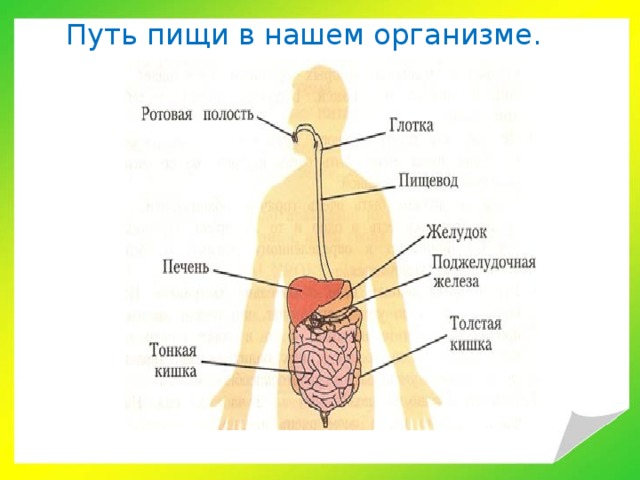 Последовательность пищи