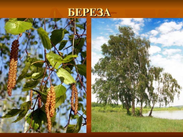 БЕРЕЗА 