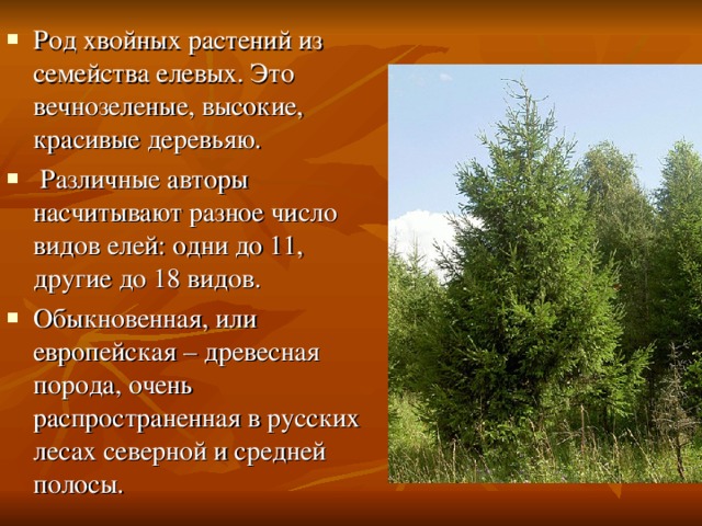 Род хвойных растений из семейства елевых. Это вечнозеленые, высокие, красивые деревьяю.  Различные авторы насчитывают разное число видов елей: одни до 11, другие до 18 видов. Обыкновенная, или европейская – древесная порода, очень распространенная в русских лесах северной и средней полосы. 