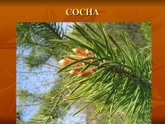 СОСНА 