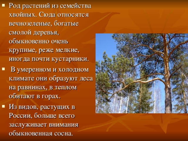 Род растений из семейства хвойных. Сюда относятся вечнозеленые, богатые смолой деревья, обыкновенно очень крупные, реже мелкие, иногда почти кустарники.  В умеренном и холодном климате они образуют леса на равнинах, в теплом обитают в горах. Из видов, растущих в России, больше всего заслуживает внимания обыкновенная сосна. 