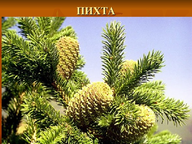 ПИХТА 