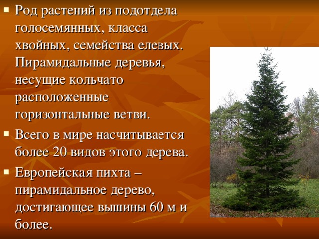 Род растений из подотдела голосемянных, класса хвойных, семейства елевых. Пирамидальные деревья, несущие кольчато расположенные горизонтальные ветви. Всего в мире насчитывается более 20 видов этого дерева. Европейская пихта – пирамидальное дерево, достигающее вышины 60 м и более. 