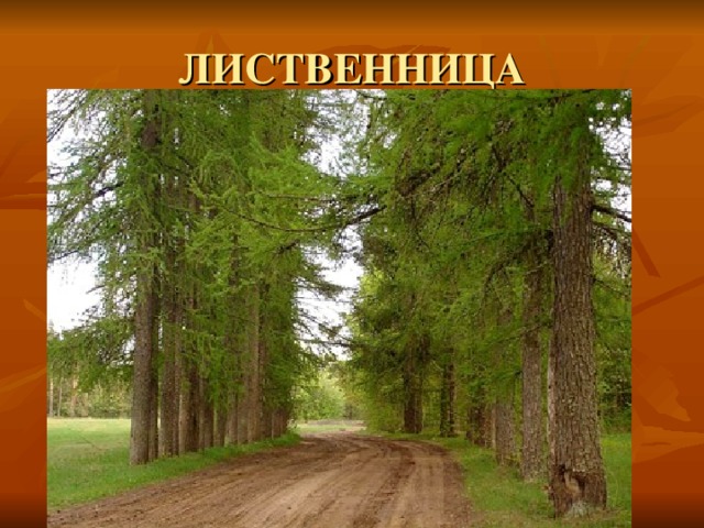 ЛИСТВЕННИЦА 