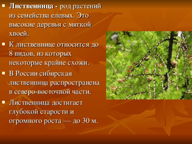 Лиственница - род растений из семейства елевых. Это высокие деревья с мягкой хвоей. К лиственнице относится до 8 видов, из которых некоторые крайне схожи. В России сибирская лиственница распространена в северо-восточной части. Лиственница достигает глубокой старости и огромного роста — до 30 м. 