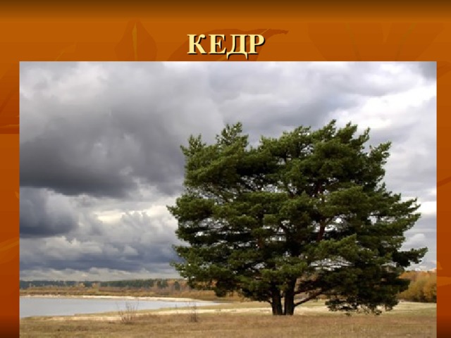 КЕДР 