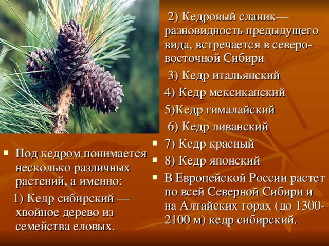   2) Кедровый сланик— разновидность предыдущего вида, встречается в северо-восточной Сибири   3) Кедр итальянский 4) Кедр мексиканский 5)Кедр гималайский   6) Кедр ливанский 7) Кедр красный 8) Кедр японский В Европейской России растет по всей Северной Сибири и на Алтайских горах (до 1300-2100 м) кедр сибирский. Под кедром понимается несколько различных растений, а именно:  1) Кедр сибирский — хвойное дерево из семейства еловых. 