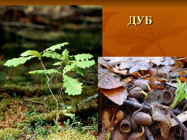 ДУБ 