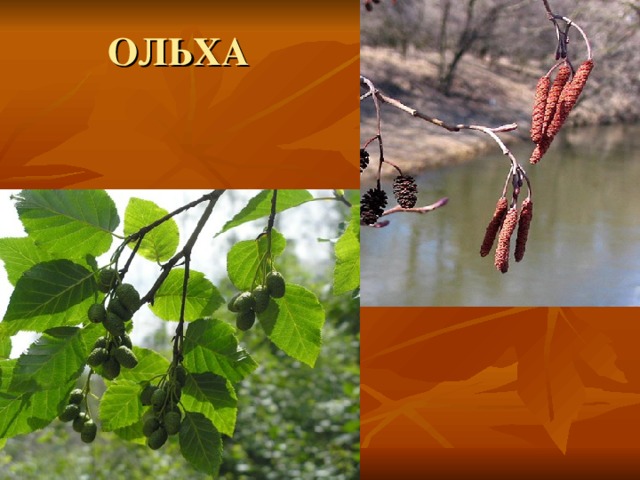 ОЛЬХА 