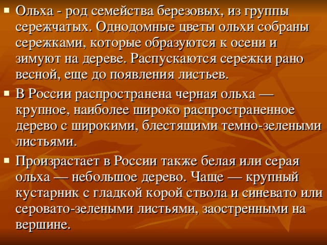 Ольха - род семейства березовых, из группы сережчатых. Однодомные цветы ольхи собраны сережками, которые образуются к осени и зимуют на дереве. Распускаются сережки рано весной, еще до появления листьев. В России распространена черная ольха — крупное, наиболее широко распространенное дерево с широкими, блестящими темно-зелеными листьями. Произрастает в России также белая или серая ольха — небольшое дерево. Чаще — крупный кустарник с гладкой корой ствола и синевато или серовато-зелеными листьями, заостренными на вершине. 